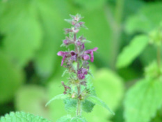 Stachys sylvaticaBosandoorn bestellen